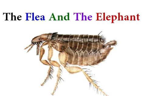  The Elephant and the Flea: En Magisk Historia om Oväntade Vänner och Livets Slumpmässighet!