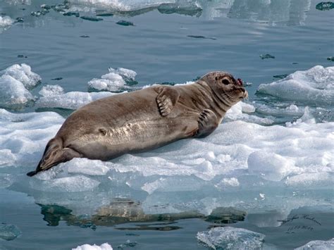 How Fast Do Seals Swim: And Why Do They Sometimes Wear Tiny Hats?