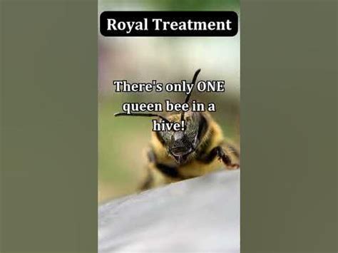  Queen Bee's Revenge! - Unveiling the Ancient Story of Female Power and Deception