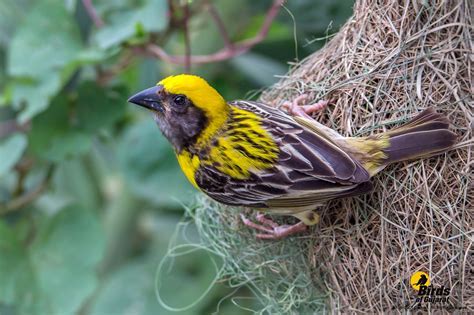  The Wonderful Weaver - En Indisk Folkhistoria Om Ödets Mysterier Och Konstens Kraft!